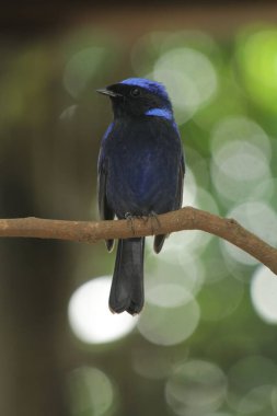 Küçük niltava ya da Niltava macgrigoriae, Muscicapidae familyasından bir kuş türü..
