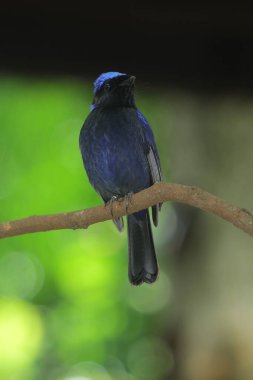 Küçük niltava ya da Niltava macgrigoriae, Muscicapidae familyasından bir kuş türü..