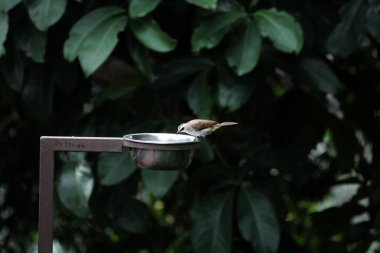 Metal kuş içicisinin yanında oturan küçük kuş.