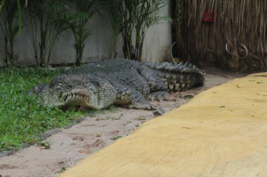 Saltwater crocodiles, Indo-Australian crocodiles, and Man-eater crocodiles. The scientific name is Crocodylus porosus, the largest crocodiles in the world with a habitat in rivers and near the sea. clipart