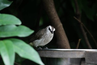 Metal kuş içicisinin yanında oturan küçük kuş.