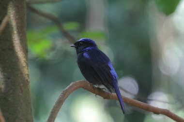 Küçük niltava ya da Niltava macgrigoriae, Muscicapidae familyasından bir kuş türü..