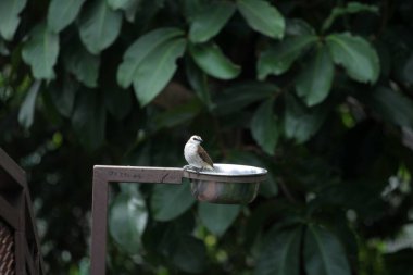 Metal kuş içicisinin yanında oturan küçük kuş.