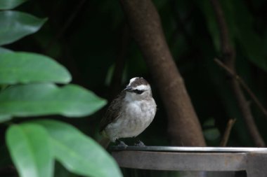 Metal kuş içicisinin yanında oturan küçük kuş.