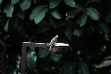 Metal kuş içicisinin yanında oturan küçük kuş.