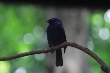Küçük niltava ya da Niltava macgrigoriae, Muscicapidae familyasından bir kuş türü..