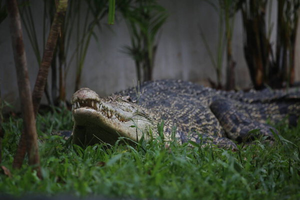 Saltwater crocodiles, Indo-Australian crocodiles, and Man-eater crocodiles. The scientific name is Crocodylus porosus, the largest crocodiles in the world with a habitat in rivers and near the sea.