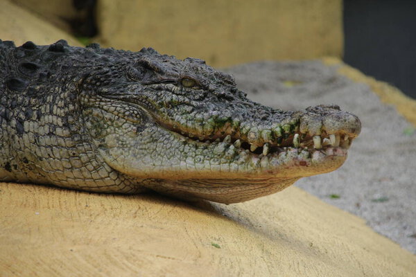 Saltwater crocodiles, Indo-Australian crocodiles, and Man-eater crocodiles. The scientific name is Crocodylus porosus, the largest crocodiles in the world with a habitat in rivers and near the sea.