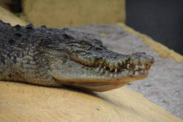 Saltwater crocodiles, Indo-Australian crocodiles, and Man-eater crocodiles. The scientific name is Crocodylus porosus, the largest crocodiles in the world with a habitat in rivers and near the sea.