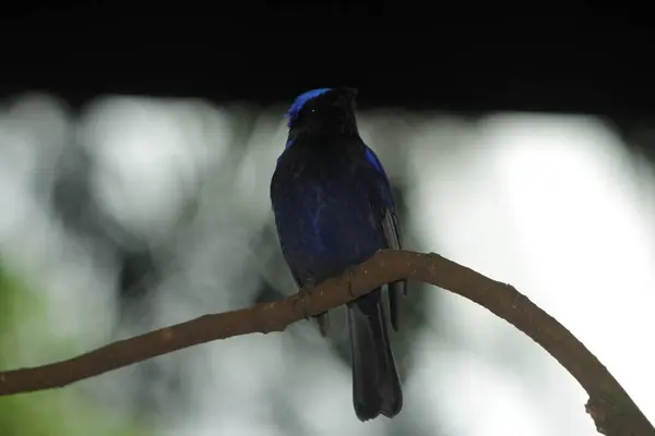小型的Niltava或Niltava Macgrigoriae是一种原产于印度次大陆和东南亚的鸟科鸟类 — 图库照片