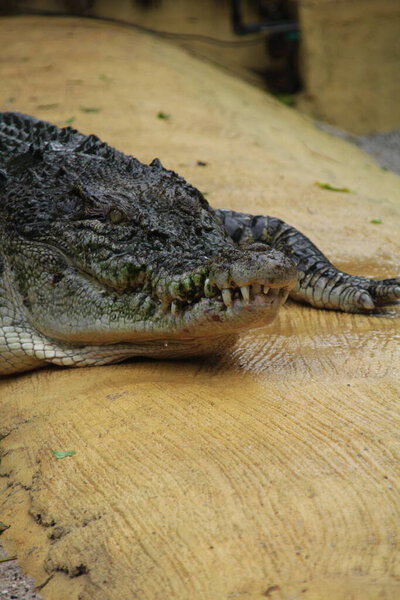 Saltwater crocodiles, Indo-Australian crocodiles, and Man-eater crocodiles. The scientific name is Crocodylus porosus, the largest crocodiles in the world with a habitat in rivers and near the sea.