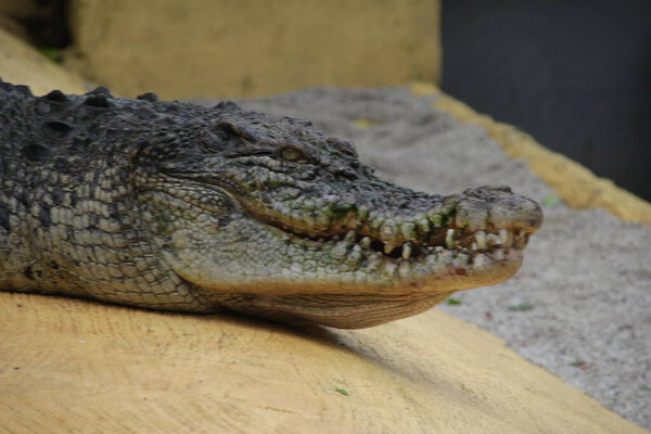 Saltwater crocodiles, Indo-Australian crocodiles, and Man-eater crocodiles. The scientific name is Crocodylus porosus, the largest crocodiles in the world with a habitat in rivers and near the sea.