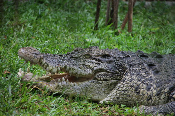 Saltwater crocodiles, Indo-Australian crocodiles, and Man-eater crocodiles. The scientific name is Crocodylus porosus, the largest crocodiles in the world with a habitat in rivers and near the sea.