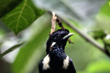 Basilornis celebensis veya Sulawesi Myna kuşu 