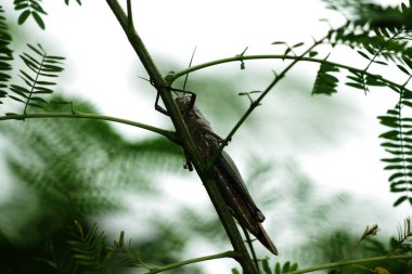 Cava Valanga nigricornis, Cava çekirge böceği doğa arka planda