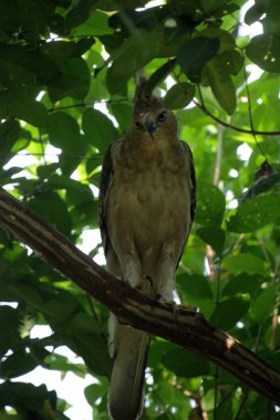 Javan kartal kuşu Endonezya 'da doğa geçmişi üzerine