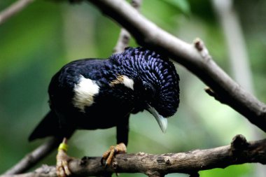 Basilornis celebensis veya Sulawesi Myna kuşu 