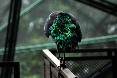  Javan Green Peacock veya Pavo muticus Linnaeus, Java adasında bulunan nadir bir kuştur..