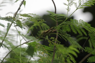 Cava Valanga nigricornis, Endonezya 'daki Cava çekirge böceği.