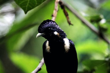 Endonezya 'daki Basilornis Kutlaması veya Sulawesi Myna Kuşu