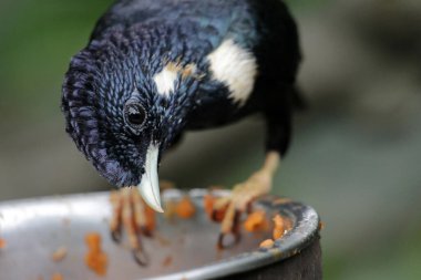 Endonezya 'daki Basilornis Kutlaması veya Sulawesi Myna Kuşu