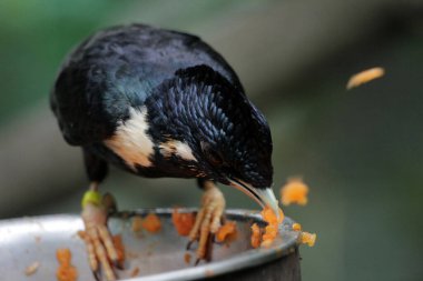 Basilornis celebensis or Sulawesi Myna bird  in Indonesia on nature background clipart