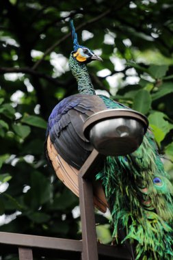  Javan Green Peacock veya Pavo muticus Linnaeus, Java adasında bulunan nadir bir kuştur..