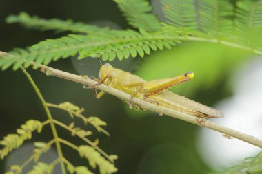 Cava Valanga nigricornis, Cava çekirgesi ve yeşil yapraklar