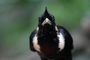 Endonezya 'daki Basilornis Kutlaması veya Sulawesi Myna doğa geçmişi üzerine