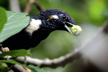 Endonezya 'da Basilornis Kutlaması veya Sulawesi Myna. 