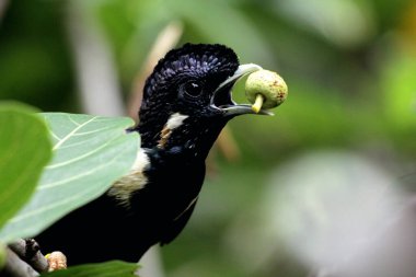 Basilornis celebensis or Sulawesi Myna is a species of bird endemic to the island of Sulawesi in Indonesia. It aids seed dispersal by consuming berries and helps control insect populations. clipart