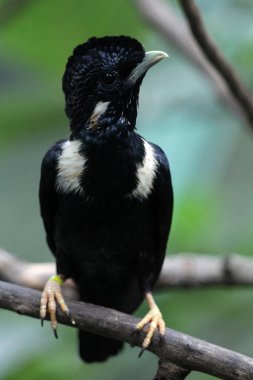 Basilornis celebensis veya Sulawesi Myna, Endonezya 'nın Sulawesi adasında yaşayan bir kuş türü. Böğürtlen yiyerek ve böcek nüfusunu kontrol ederek tohumların dağılmasına yardımcı olur..