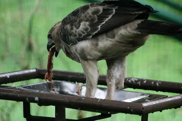 Javan kartal kuşu orta büyüklükte bir kuş.