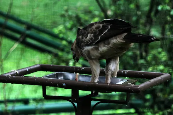 stock image Javan eagle bird is a medium-sized bird on nature background