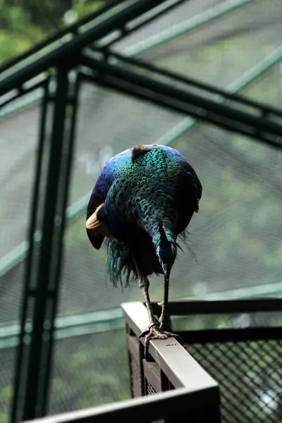 Javan Green Peacock or Pavo muticus Linnaeus is a rare bird whose distribution is currently only on the island of Java.