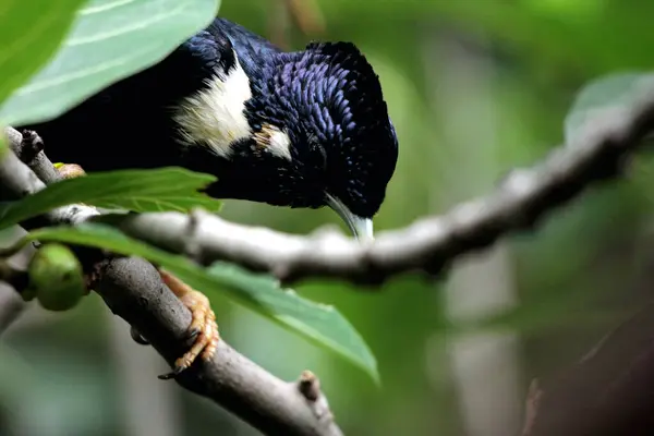 Endonezya 'daki Basilornis Kutlaması veya Sulawesi Myna doğa geçmişi üzerine