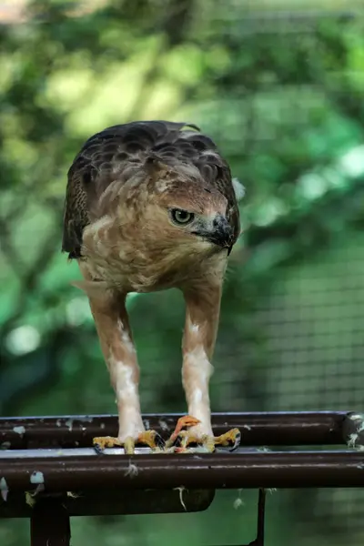 Javan kartal kuşu Endonezya 'da orta büyüklükte bir kuş.