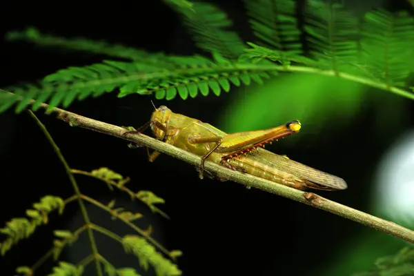 瓦兰加黑蚱蜢 Valanga Nigricornis 也被称为爪哇蚱蜢 Javanese Bird Grasshopper 是一种生活在Acrididae科的蚱蜢亚科中的蚱蜢 — 图库照片