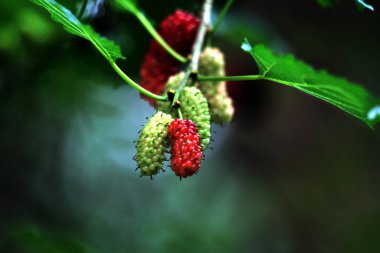 Bir ağacın dalında dutlu fotoğraf.