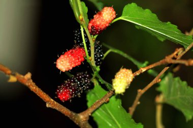 Bir ağacın dalında dutlu fotoğraf.
