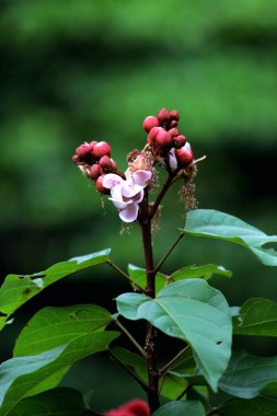 Annatto çiçek tomurcukları, Bixa orellana bahçede