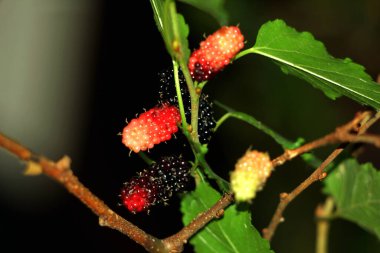 Bir ağacın dalında dutlu fotoğraf.