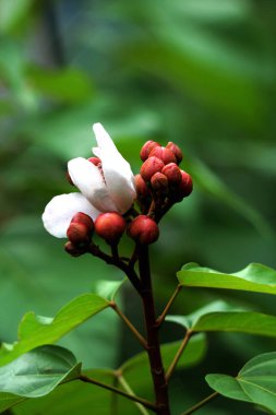 Annatto çiçek tomurcukları, Bixa orellana bahçede