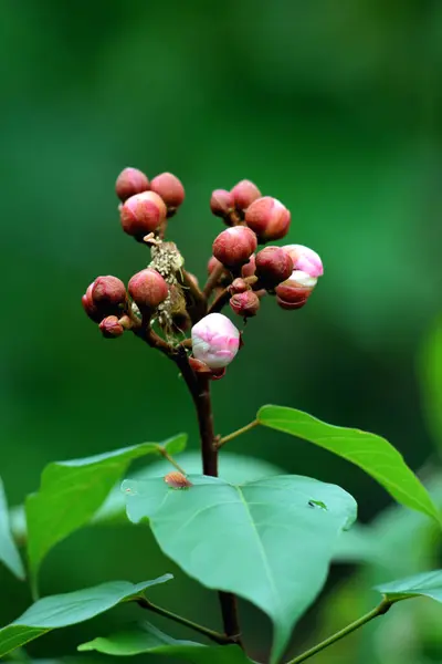 stock image annatto flower buds,  Bixa orellana  in the garden