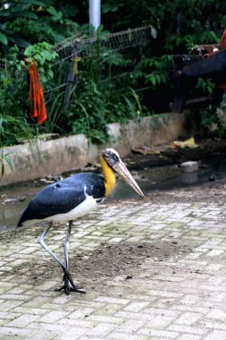 Parkın küçük yardımcısı (Leptoptilos javanicus) 