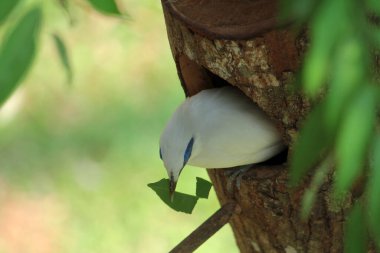 Bali myna kuşu ağaçta, yaklaş