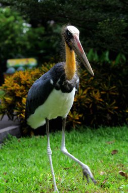 Parkın küçük yardımcısı (Leptoptilos javanicus) 
