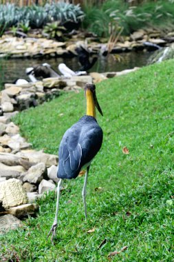 Parkın küçük yardımcısı (Leptoptilos javanicus) 