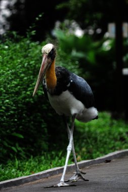 Parkın küçük yardımcısı (Leptoptilos javanicus) 