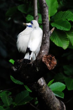 Ağaç dalında Bali Myna kuşları 